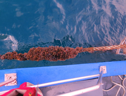 Last sampling of BLUENET  at sea